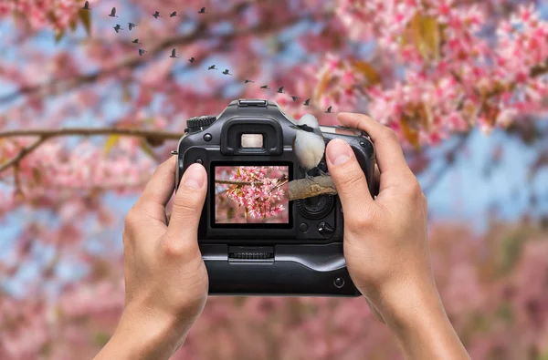 Mani che tengono la fotocamera scattare foto — Foto Stock