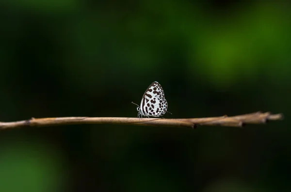 Mariposa en rama de árbol — Foto de Stock