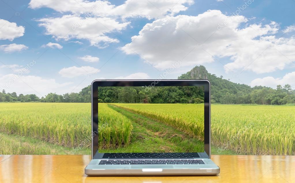 Computer laptop with Rice field 