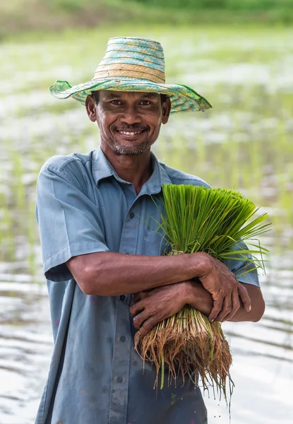 Agricultores que poseen arroz —  Fotos de Stock