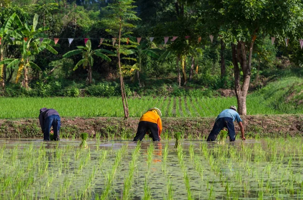 Transplante de plântulas de arroz — Fotografia de Stock