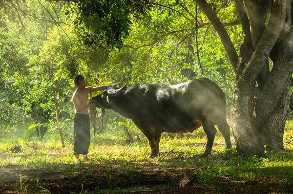 Agricultor indefinido com búfalo — Fotografia de Stock