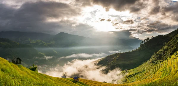 Reisfelder auf Terrassen — Stockfoto