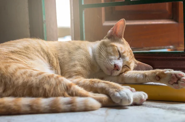 Кот спит у окна — стоковое фото