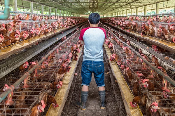Hühnerfarm-Maschine — Stockfoto