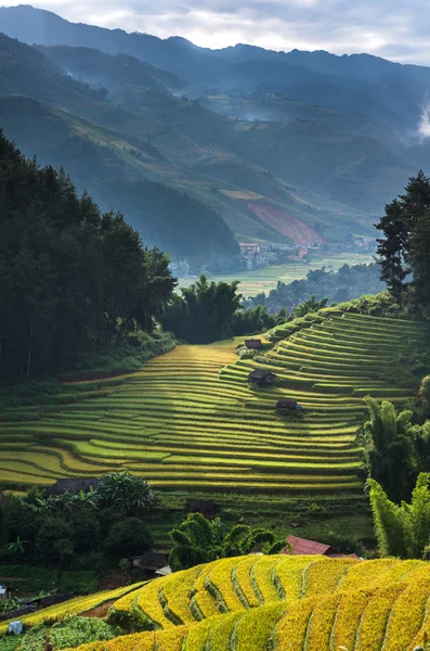 Rice fields on terraced — Stock Photo, Image