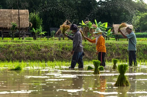 NAKHON RATCHASIMA, THAILAND - OUTUBRO 31: Agricultores indefinidos arroz — Fotografia de Stock