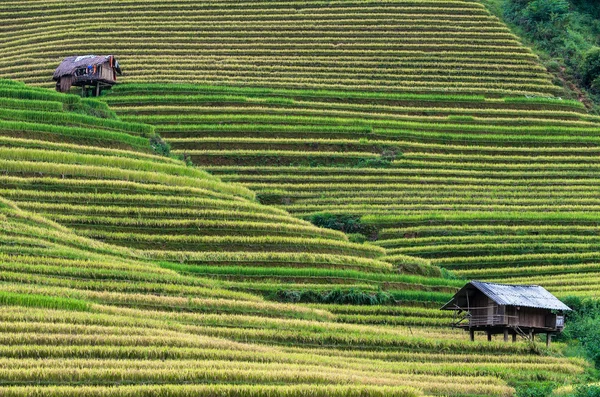 Risfält på terrasserade — Stockfoto