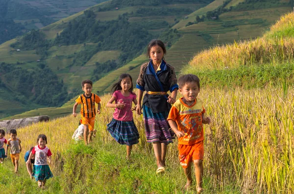 쌀 테라스에서 노는 아이 들 — 스톡 사진