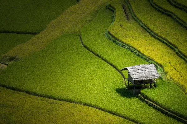 Reisfelder auf Terrassen — Stockfoto