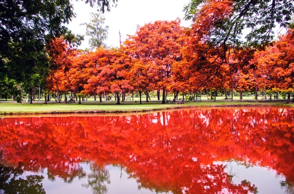 Alberi con riflesso nel parco — Foto Stock