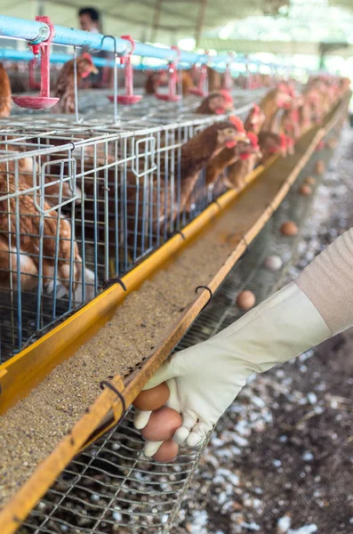 Hand pick the egg — Stock Photo, Image