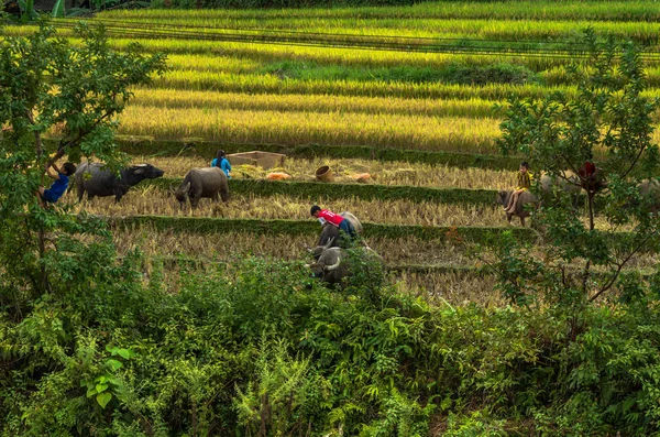 Crianças vietnamitas indefinidas no terraço do arroz — Fotografia de Stock