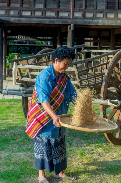 Definiálatlan idősebb gazdálkodók dolgoznak, rizzsel — Stock Fotó