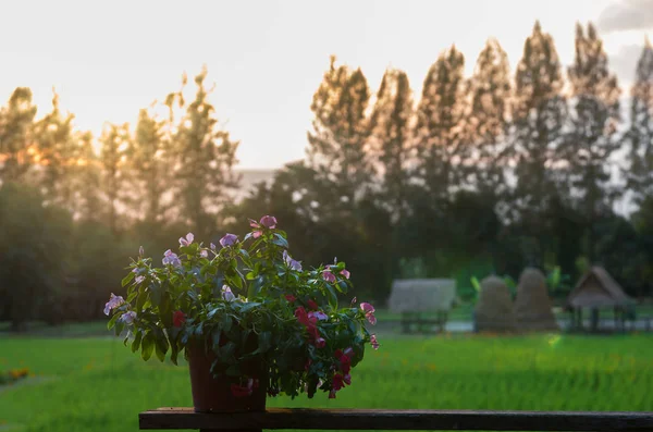 Blumentopf auf dem Holzbalkon — Stockfoto