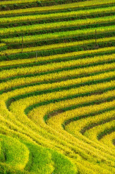 Primo piano Campi di riso — Foto Stock