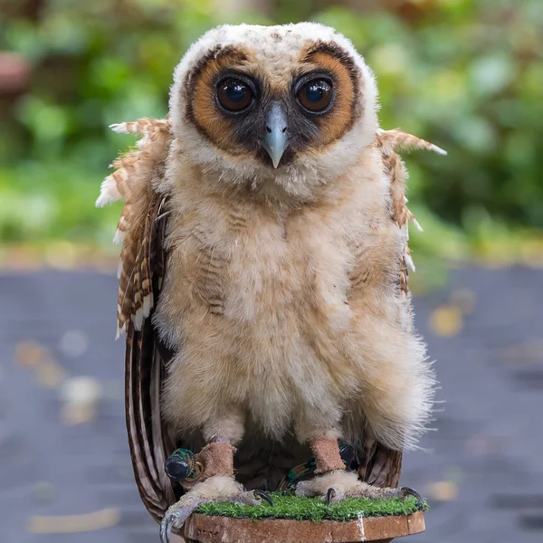 Young owl animal — Stock Photo, Image