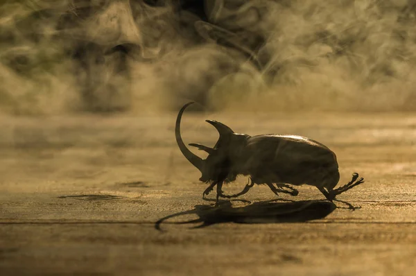 Fem-horned Rhinoceros Beetle — Stockfoto