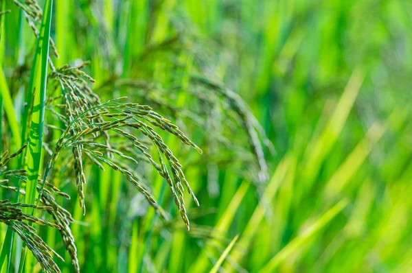 Fechar campo de arroz Paddy — Fotografia de Stock