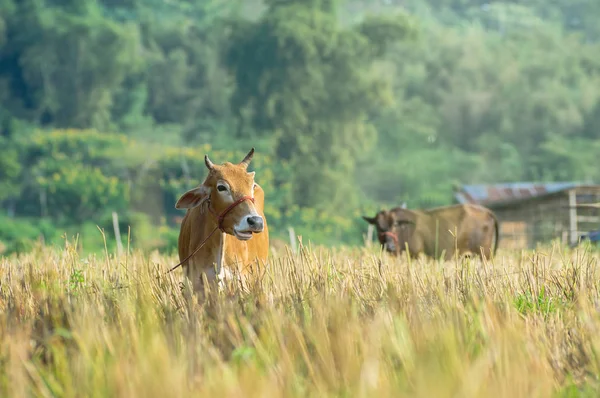 Closeup Brown Cows in the field — Stock Photo, Image