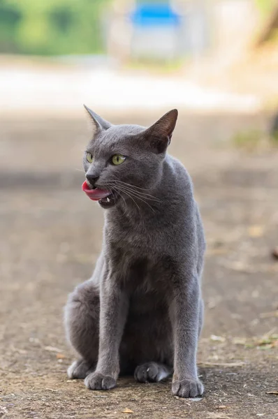 The gray cat animal — Stock Photo, Image