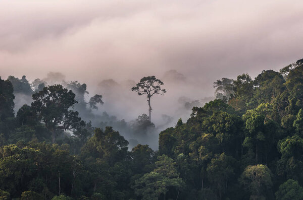 beautiful scenary of mist with mountain range