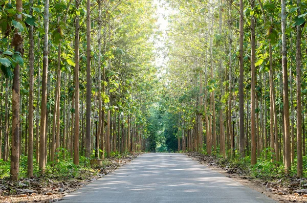 Trees tunnel background — Stock Photo, Image