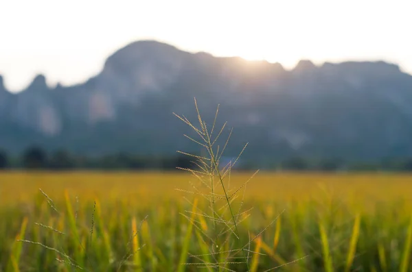 쌀 필드에 꽃 잔디 — 스톡 사진