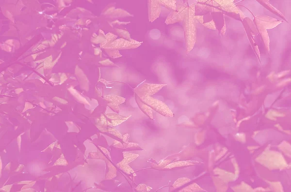 Maple leaves pink  color — Stock Photo, Image