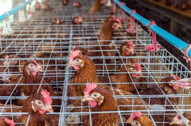 yerli kuşlar ile çiftlik