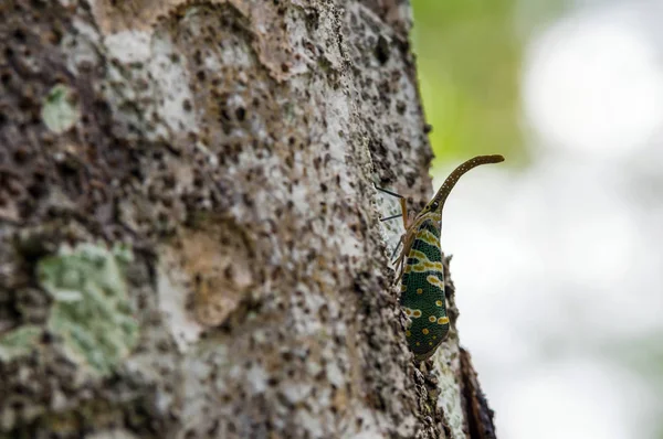 Pyrops Kerzenlicht auf Baum — Stockfoto