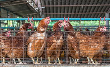 farm with domestic birds clipart