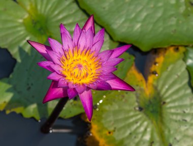 Güzel pembe nilüfer çiçeği 