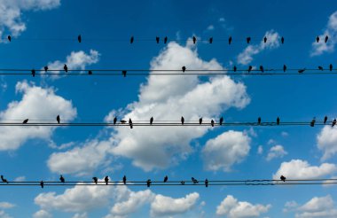 Güvercinler üzerinde elektrik telleri