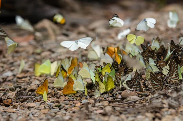 Muchas especies de mariposas multicolores — Foto de Stock