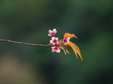 Güzel pembe Sakura