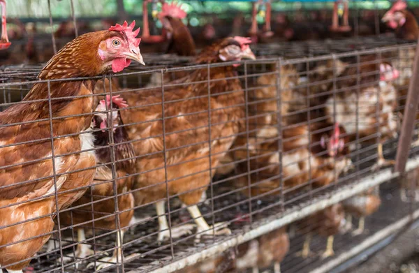 Yumurta tavuk çiftliği — Stok fotoğraf