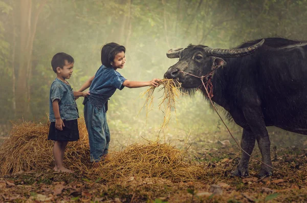 Menino e menina alimentando búfalo — Fotografia de Stock