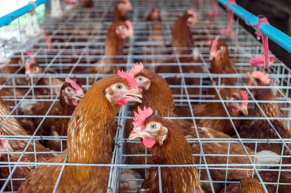 Egg chicken farm — Stock Photo, Image