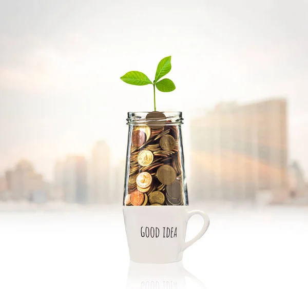 Gold coins and plant — Stock Photo, Image