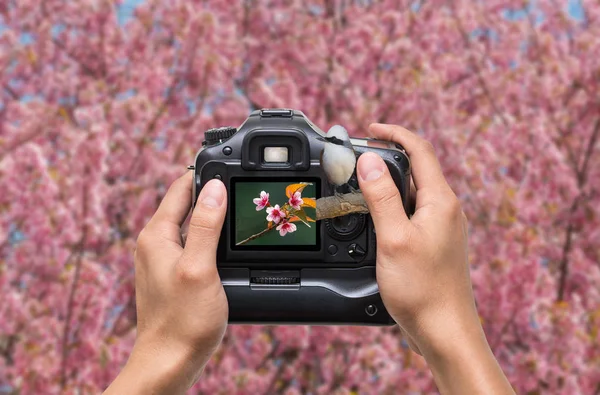 Hands holding the camera — Stock Photo, Image