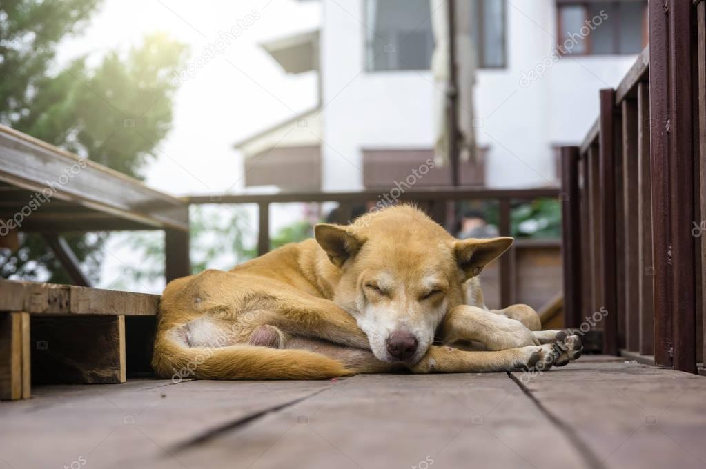dog sleeping on the street