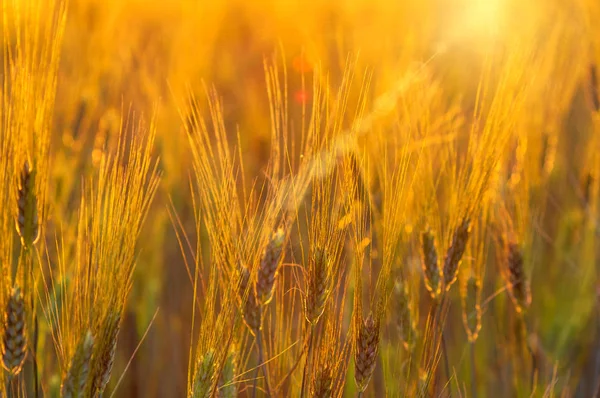 Arpa pirinç alan — Stok fotoğraf