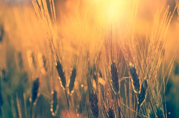 Campo de arroz durante o pôr do sol — Fotografia de Stock