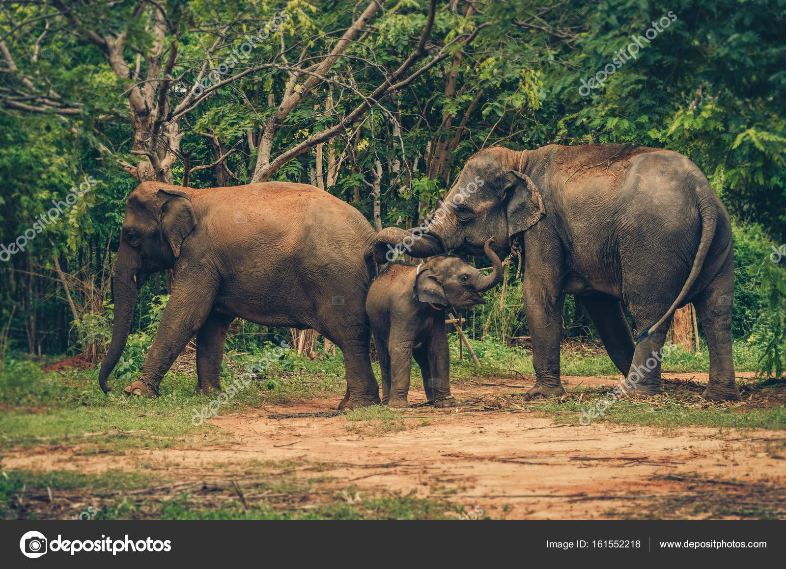 Elephant Family in forest — Stock Photo © Tzido #161552218, image size:1600x1160