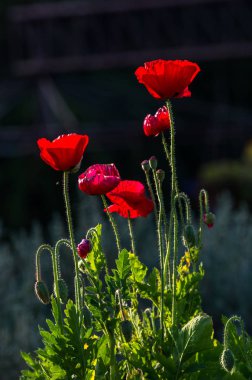 Güzel kırmızı gelincik çiçekleri