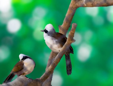 Beyaz tepeli laughingthrushes