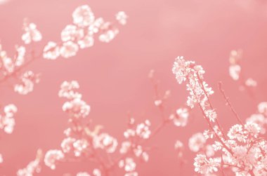 Beyaz Sakura çiçeklenme