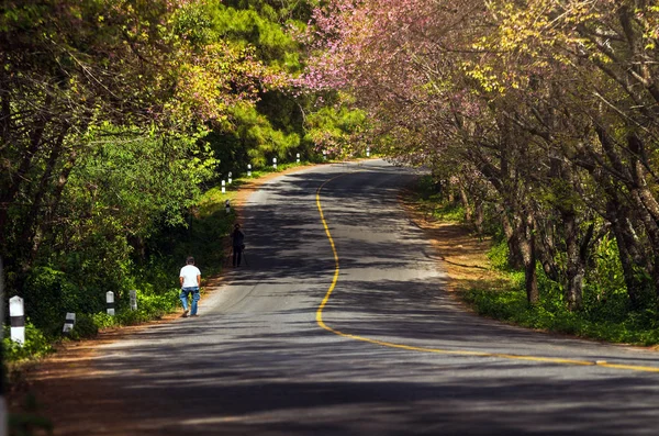 Ανθίζοντας δέντρα sakura — Φωτογραφία Αρχείου