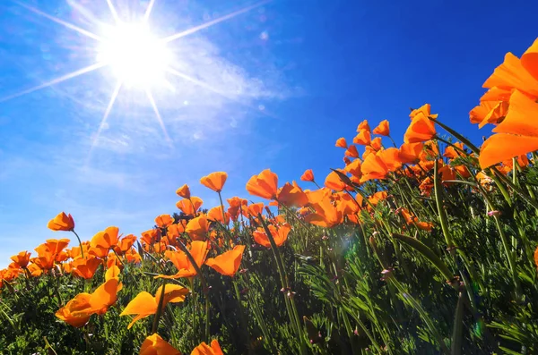 MAK kwiaty pod błękitne niebo — Zdjęcie stockowe